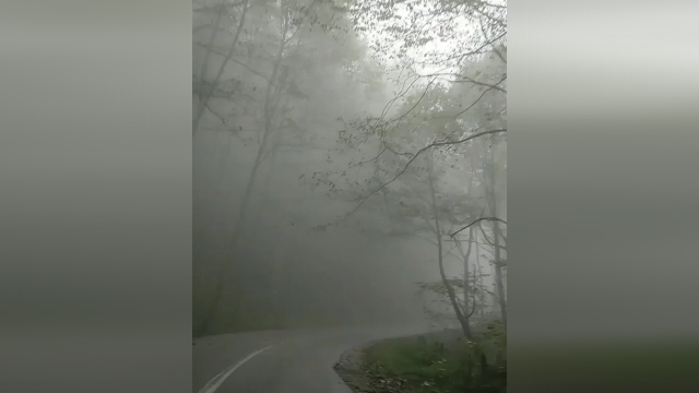 فیلمی آرامش بخش از جنگل هزار جریب