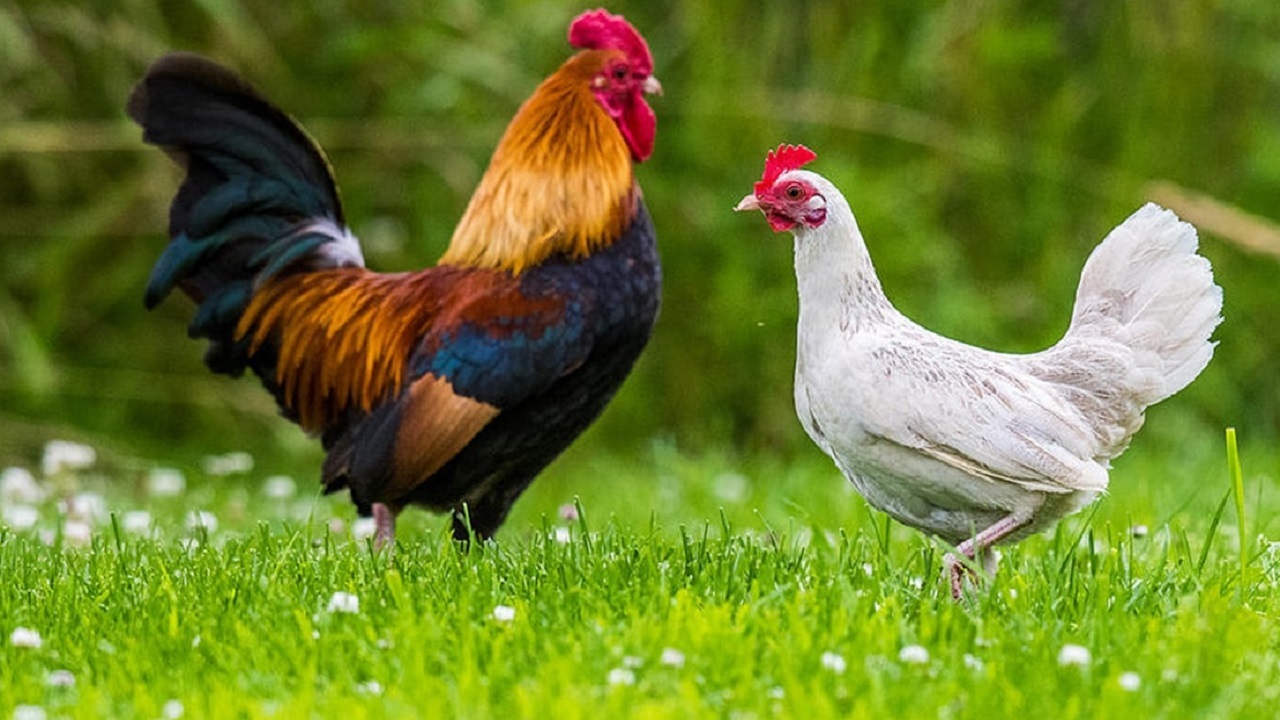 بندبازی حرفه‌ای مرغ و خروس‌ها + فیلم