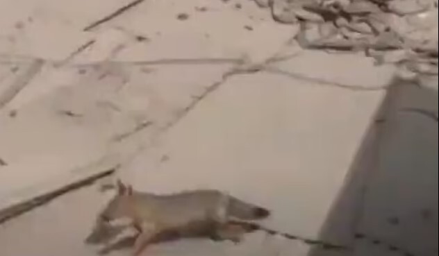 توله روباه