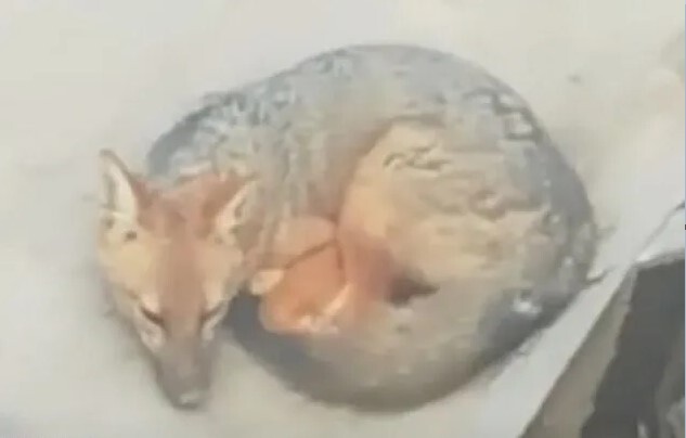 سگ هاسکی