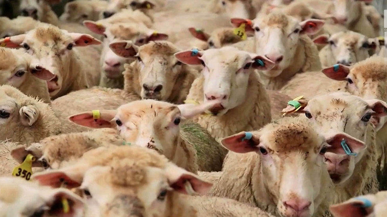 پلاک کوبی و هویت‌گذاری بیش از ۲ میلیون راس دام سبک در فارس