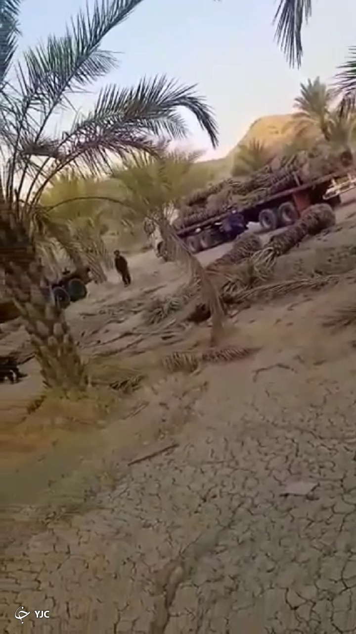 نخل&zwnj;ها جان بوشهرند