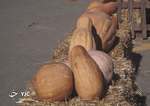یک جشنواره خوشمزه + تصاویر
