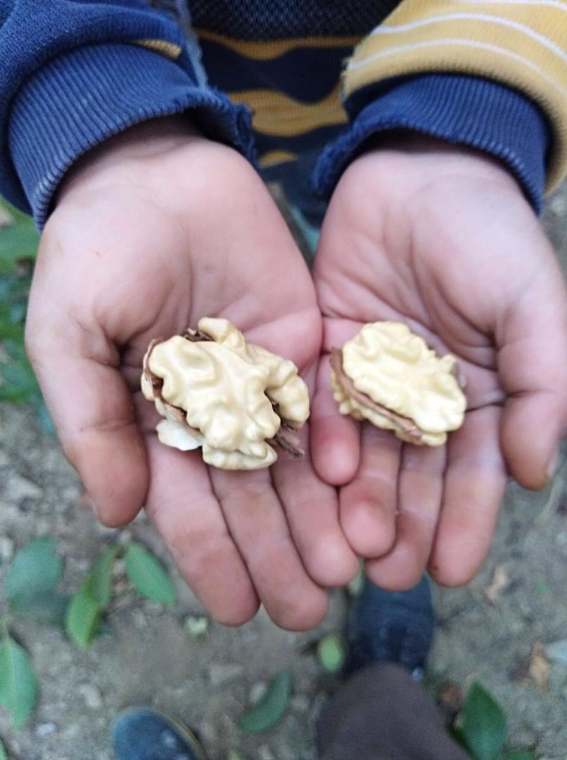 تصاویری خوشمزه از برداشت گردو در روستای علیشار