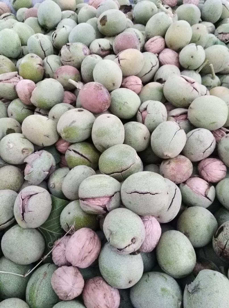تصاویری خوشمزه از برداشت گردو در روستای علیشار