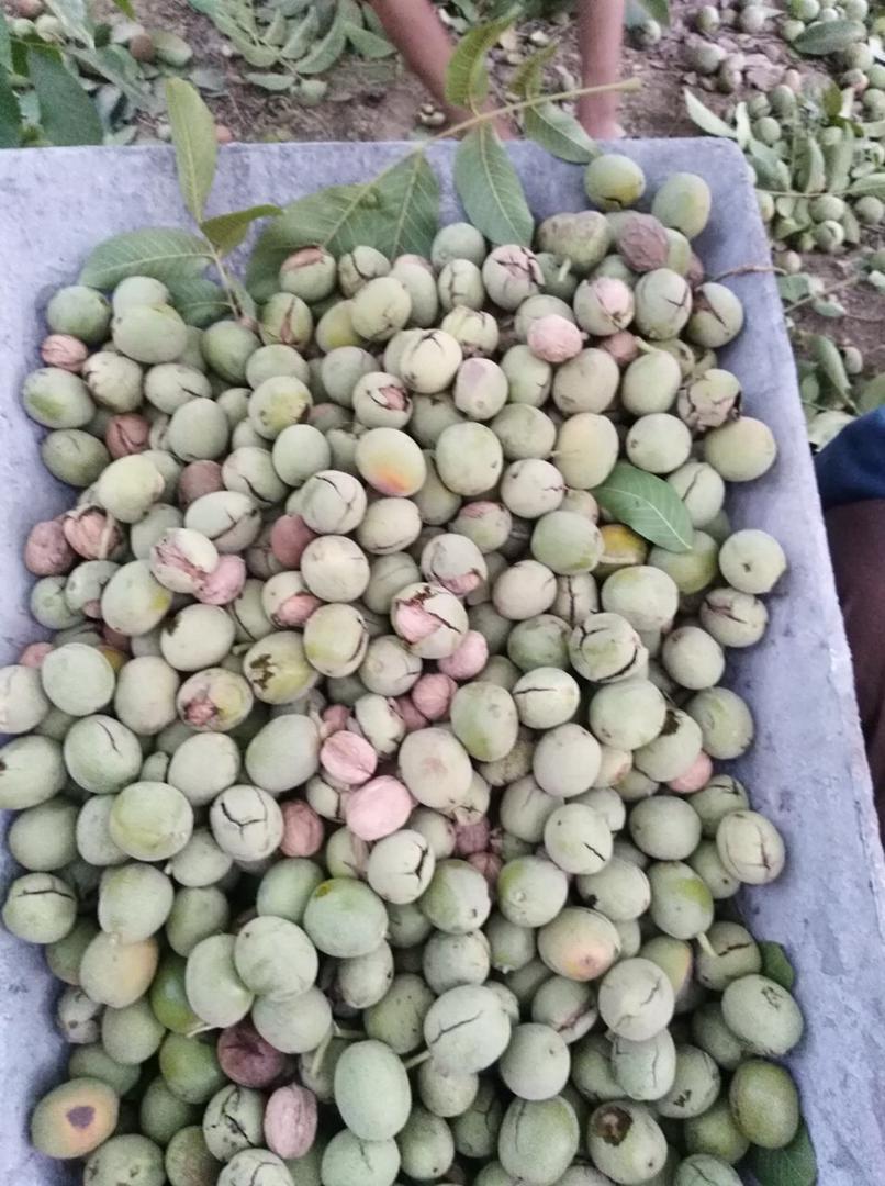 تصاویری خوشمزه از برداشت گردو در روستای علیشار
