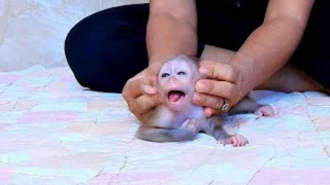 حرکت غیر اخلاقی با بچه میمون + فیلم