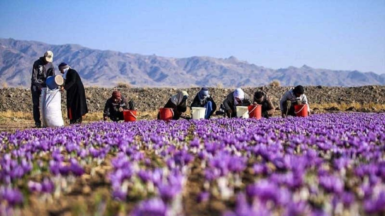 افزایش چشمگیر تولید زعفران در استان اصفهان