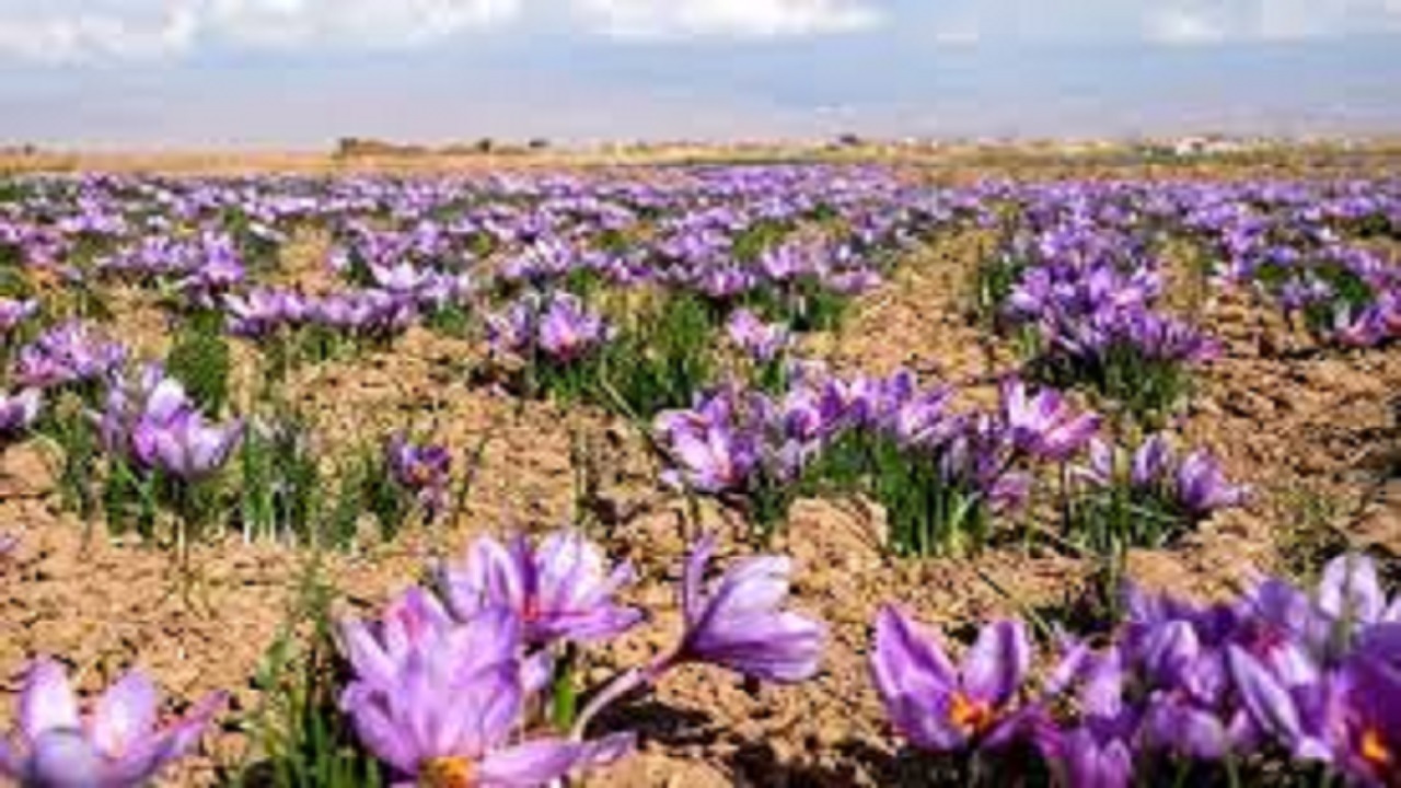 زعفران زنجیره مناسب کشت تا توزیع ندارد