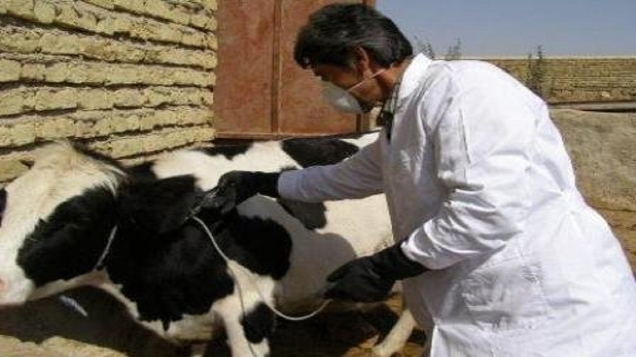 واکسیناسیون دام‌های سنگین شادگان علیه بیماری لمپی اسکین