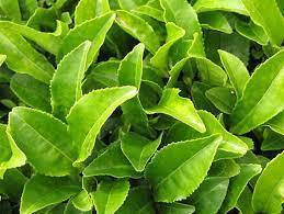 برگ چای سبز