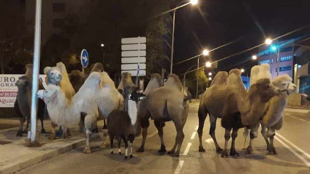 سرگردانی شتر‌ها در خیابان پس از فرار از سیرک + عکس