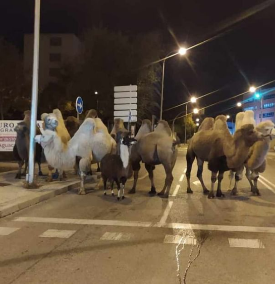 شترها در مادرید