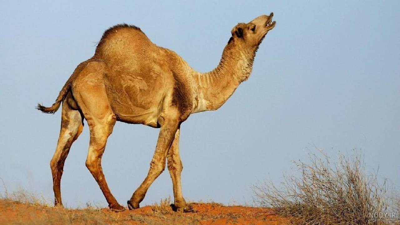 برگزاری دومین رویداد ملی نوآوری، فناوری و کارآفرینی شتر در بافق