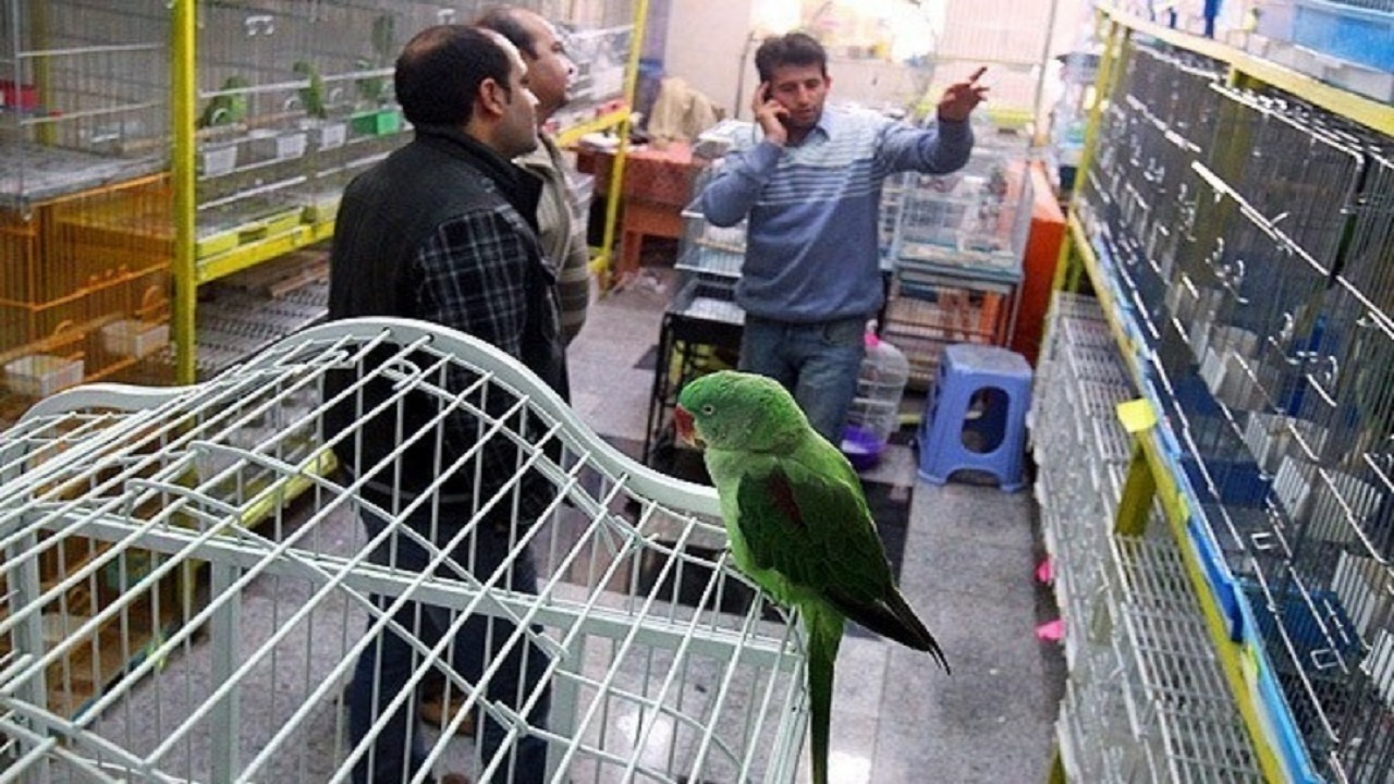 دنبال جذب سرمایه گذاربرای ساماندهی کسب و کار پرنده فروشان در همدان هستیم
