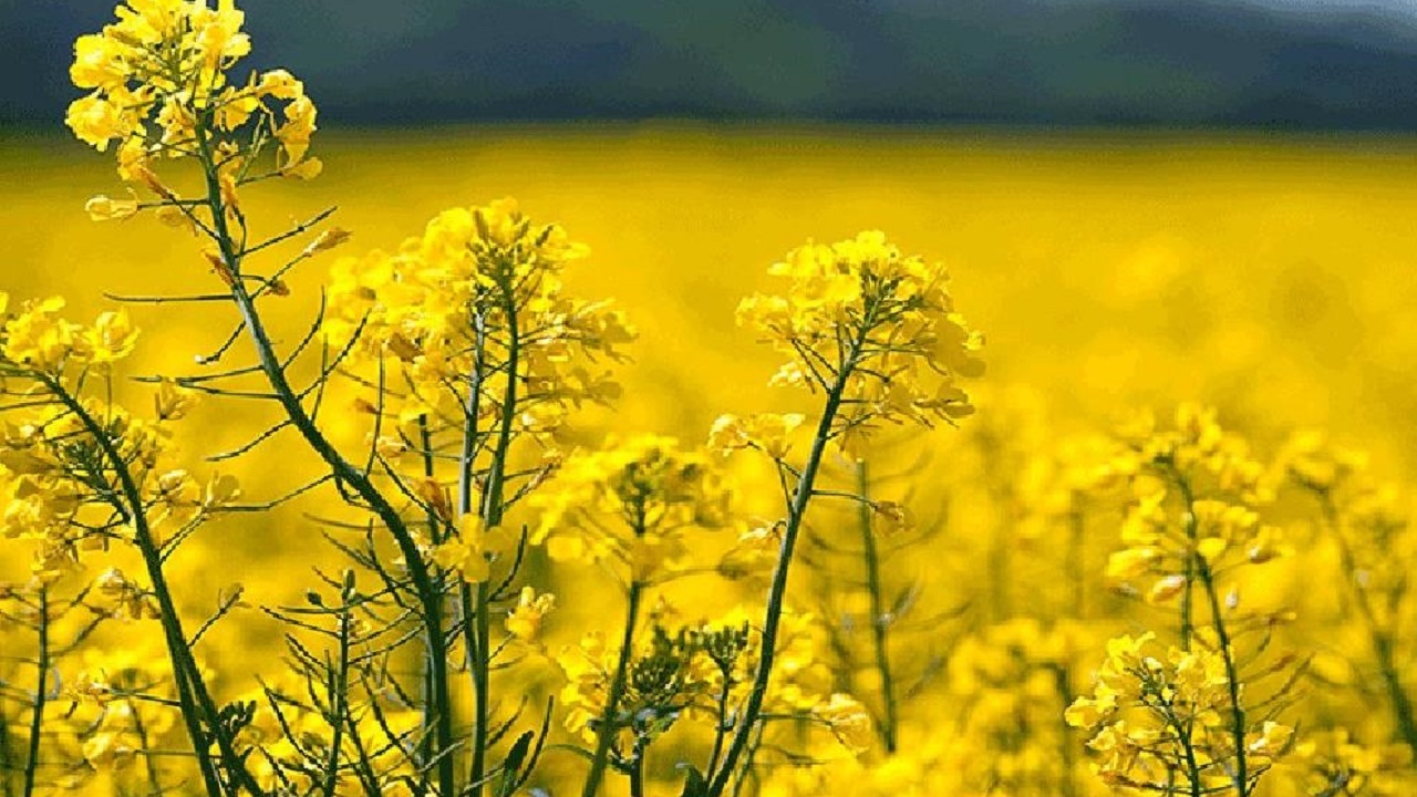 قرارداد ۱۰۰۰ هکتاری کشت کلزا در میاندورود