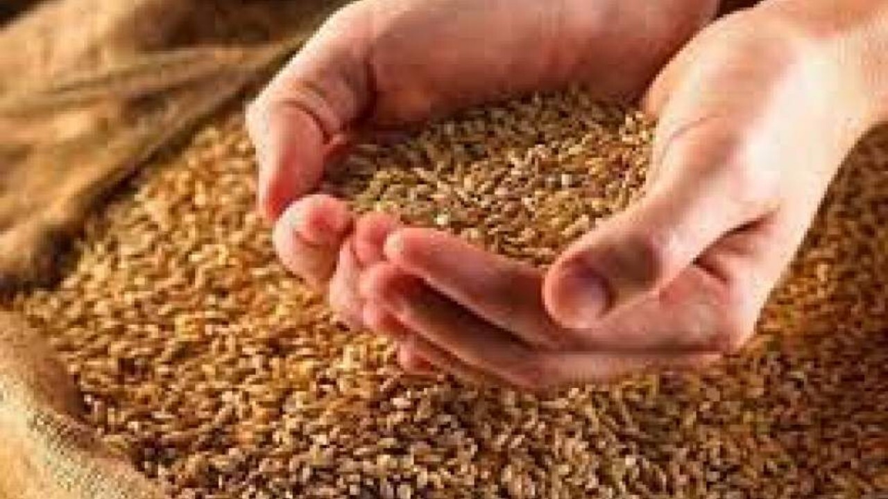 آغاز توزیع گندم در ولایات افغانستان