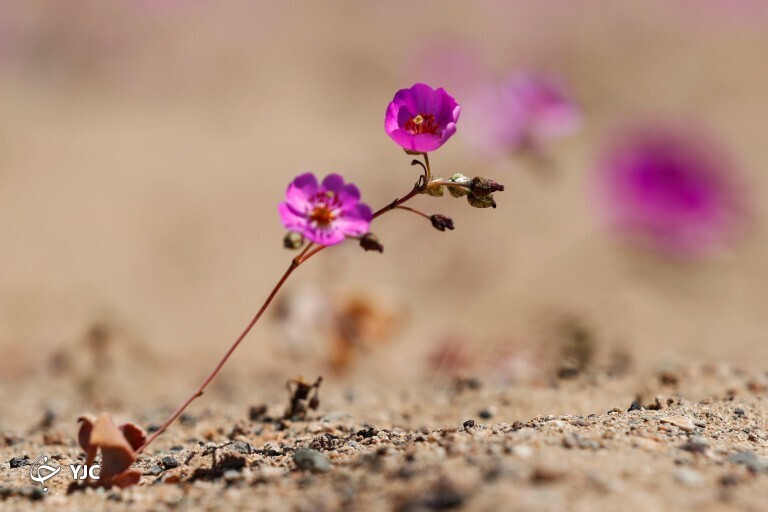 گل های بنفش در بیابان
