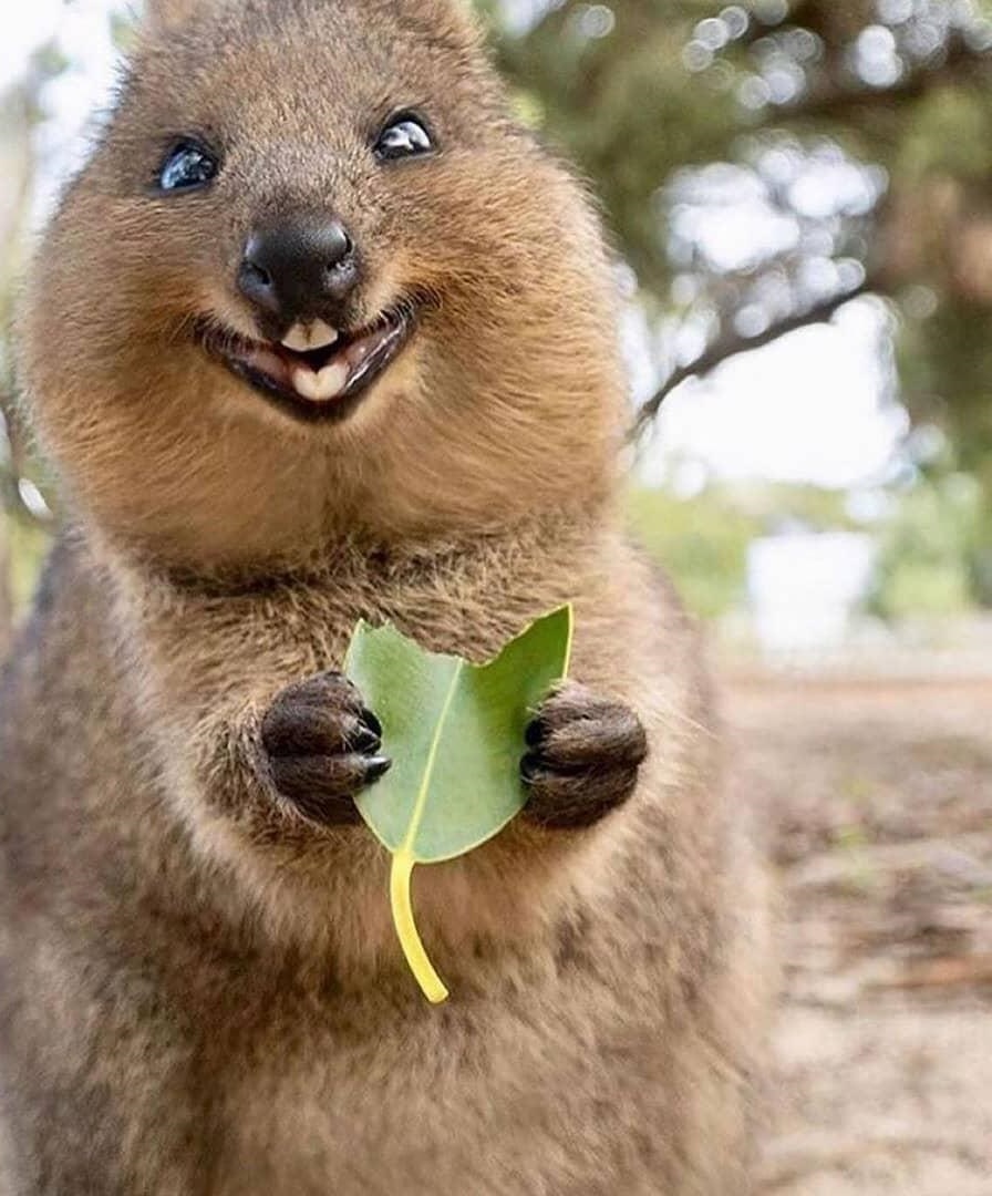 وامبت