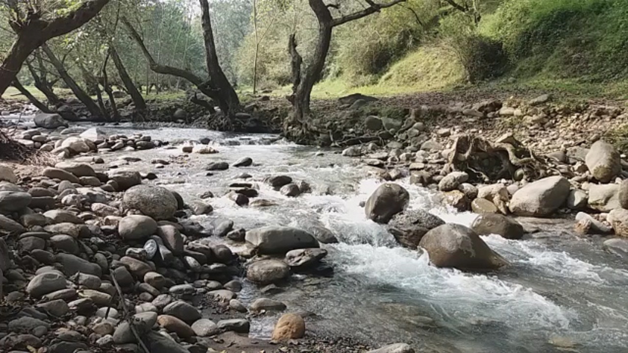 نمایی از جنگل چشم نواز لفور در قلب مازندران + فیلم