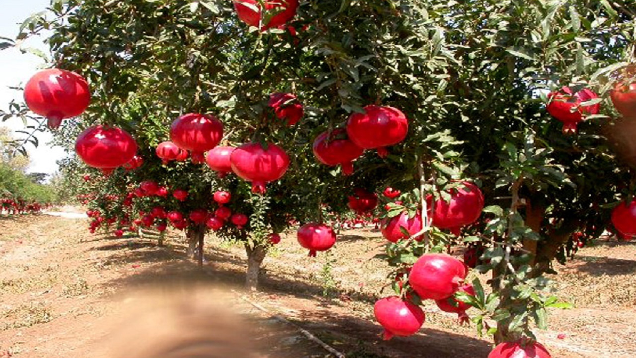 فیلمی از دلبری انار در کوچه باغ‌های روستای جغدان