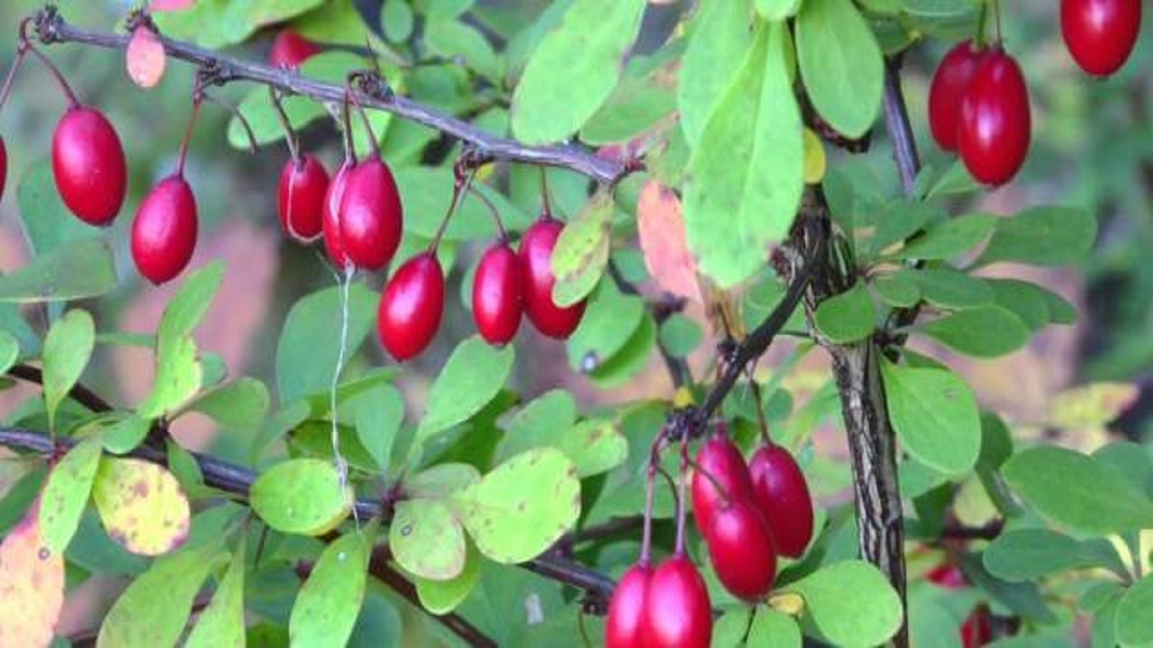 اطلاعاتی در مورد انگور خرس و فواید آن