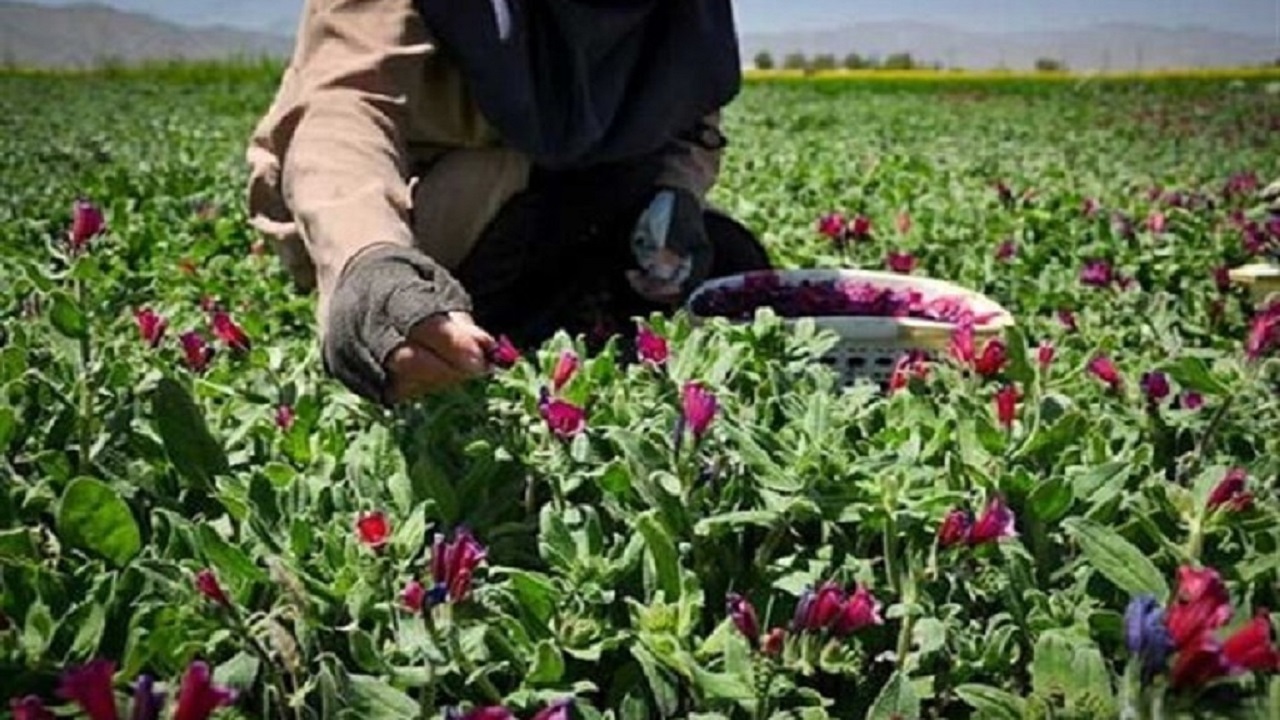 سالانه ۱۴ هزار تن گیاهان دارویی در لرستان برداشت می شود