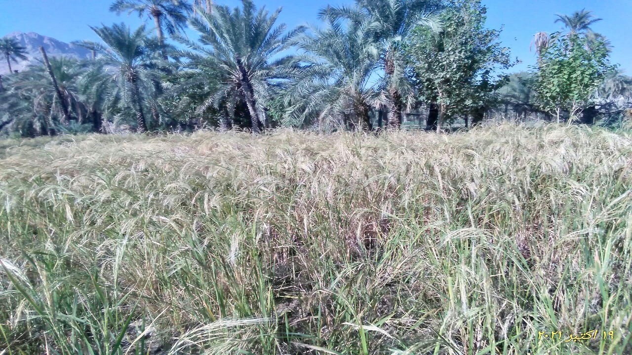 برداشت برنج ۳۰هکتار از شالیزار‌های شهرستان فنوج