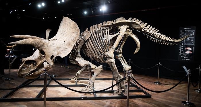 فسیل triceratops