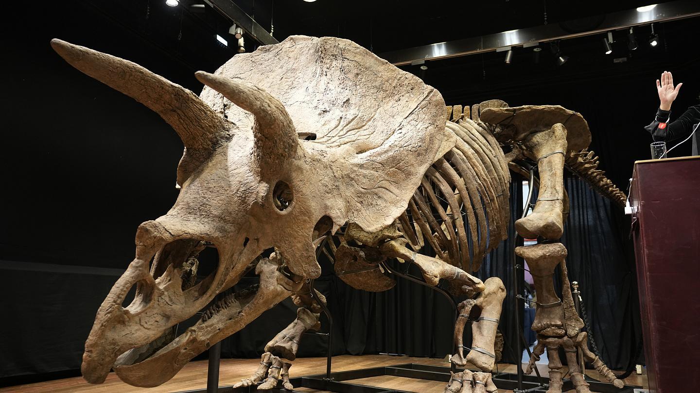 فسیل triceratops