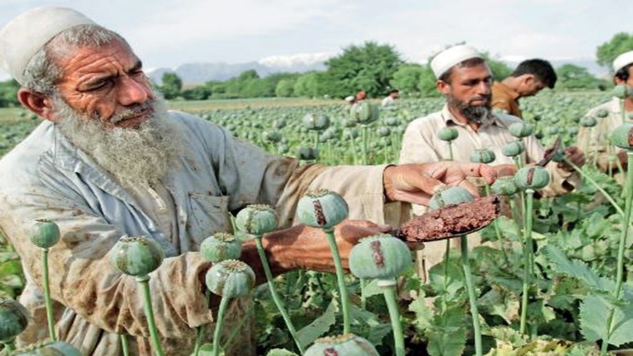 افغانستان بزرگترین تولیدکننده مواد مخدر در جهان باقی ماند