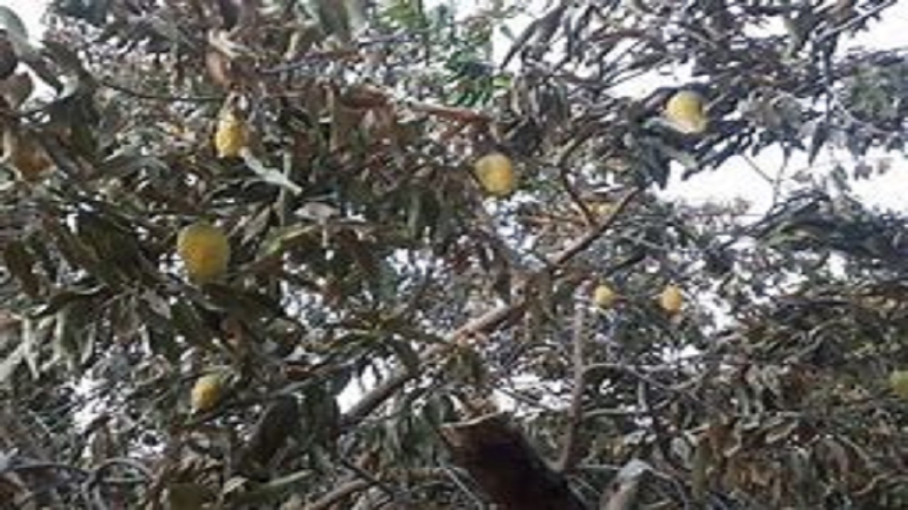 کاهش دما به کشاورزی البرز آسیب نزد
