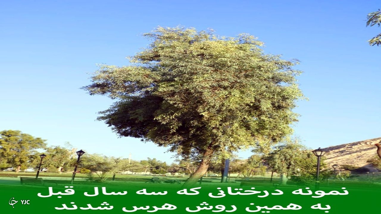 نمونه درختانی که قبلا هرس شده اند