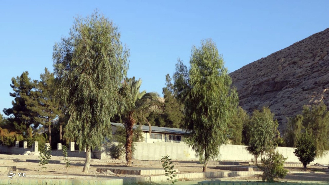 نمونه درختانی که 3 سال قبل هرس شده اند