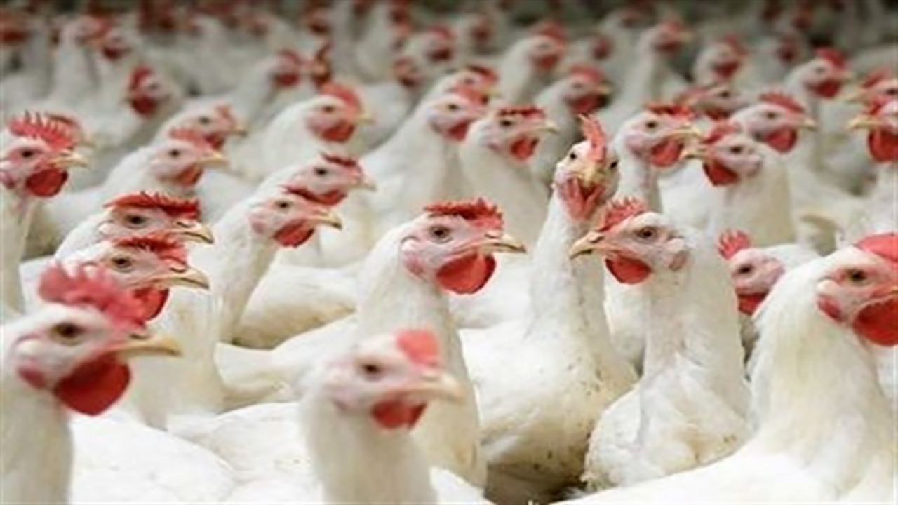 مرغ زنده همچنان در بانه مشتری دارد/ کشتارگاه‌های کم رونق