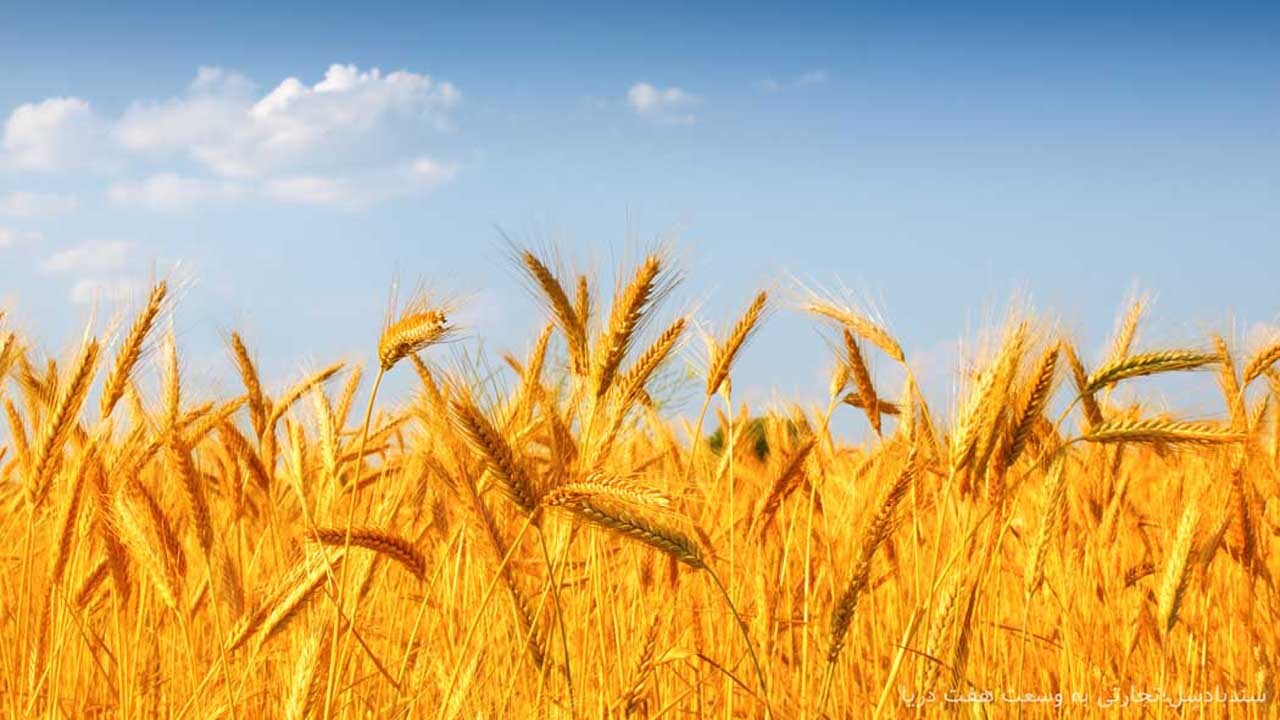 آغاز طرح کشت قراردادی گندم در بیضا