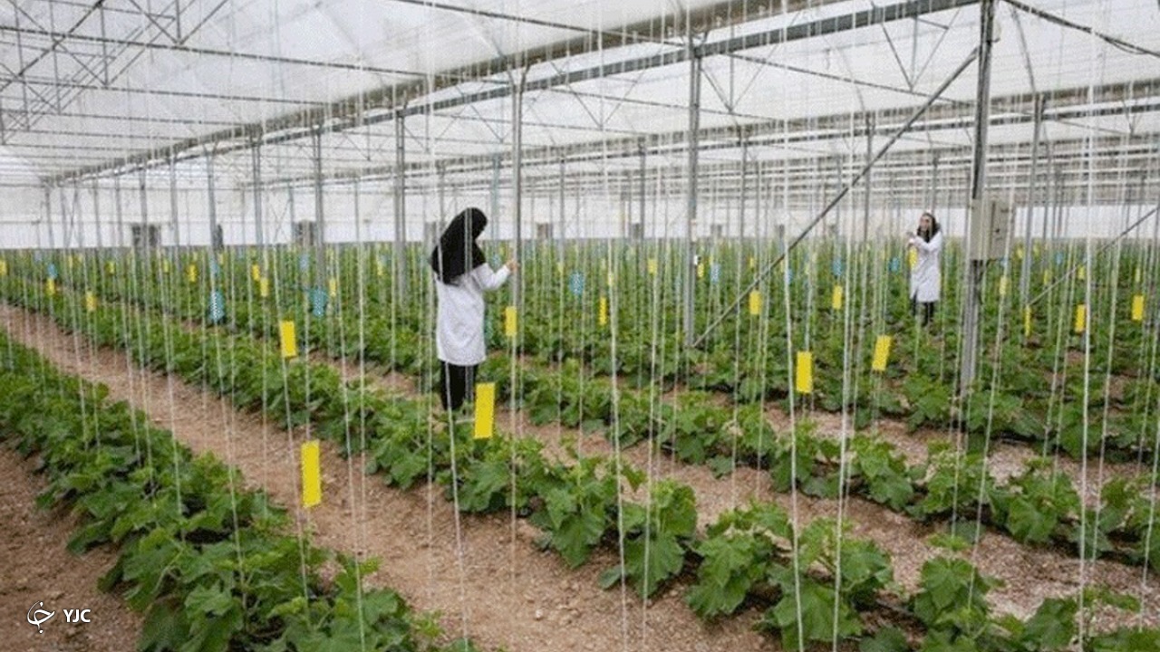 فعالیت تعداد ۲۰۷ واحد گلخانه‌ای در آذربایجان غربی