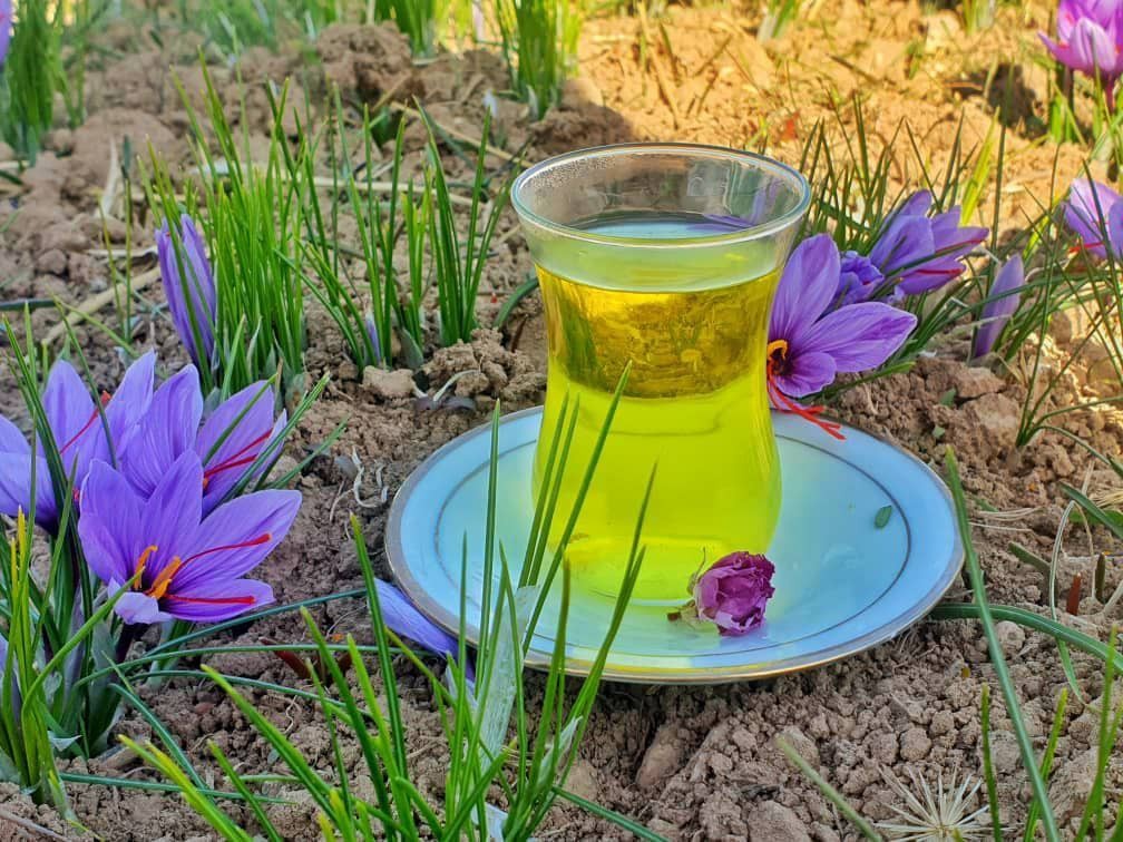 مزارع زعفران در تربت حیدریه+تصاویر