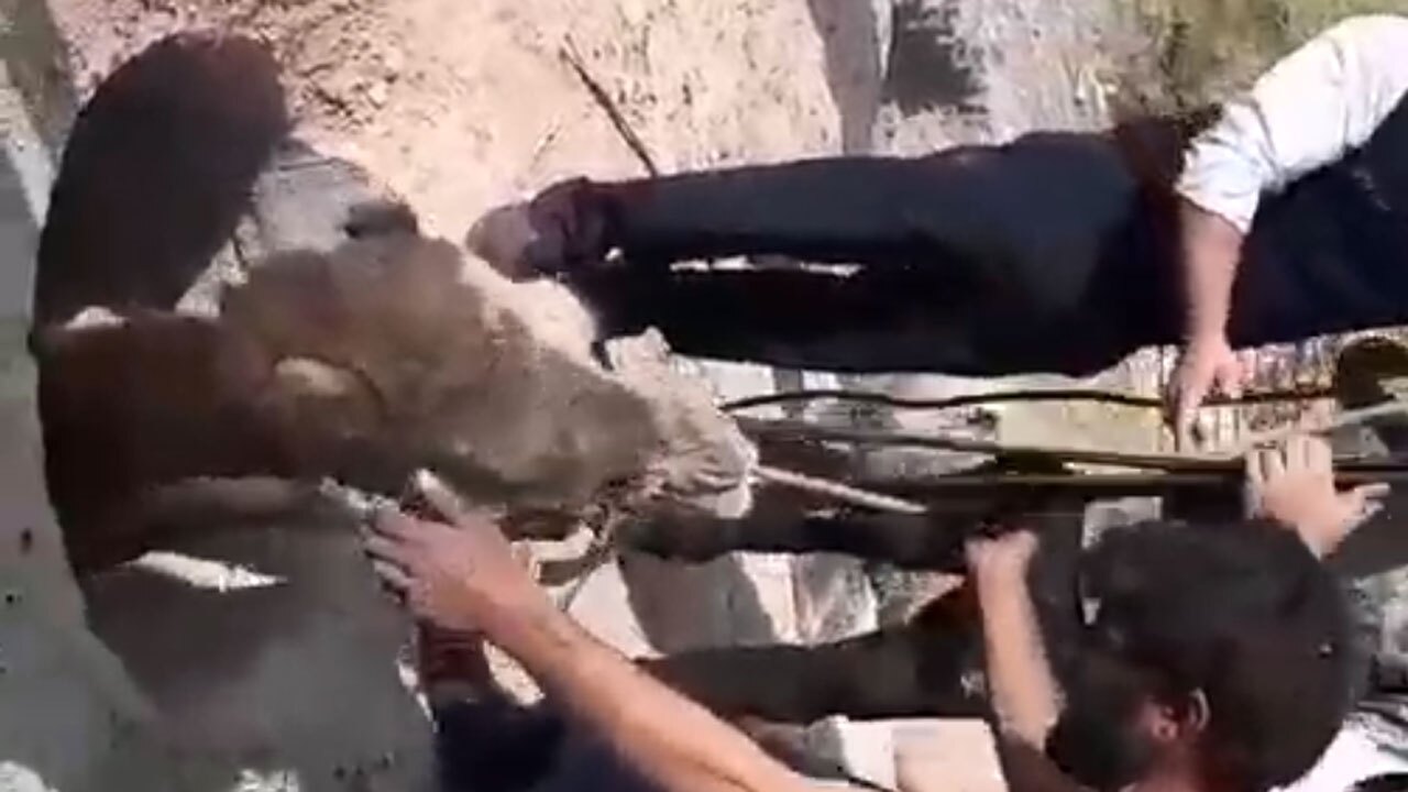 نجات یک شتر از داخل چاه ۹ متری روستای قاسم آباد تهرانچی + فیلم