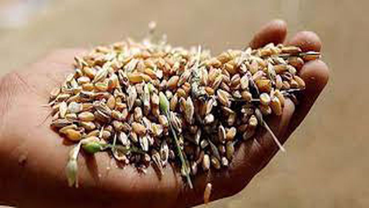 تدارک ۱۸ هزار تن بذر گندم اصلاح شده برای کشت پاییزه در گلستان