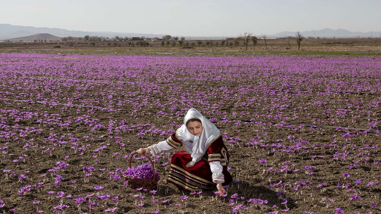 طلای سرخ امیدی تازه در دل کشاورزان یزدی زنده کرد