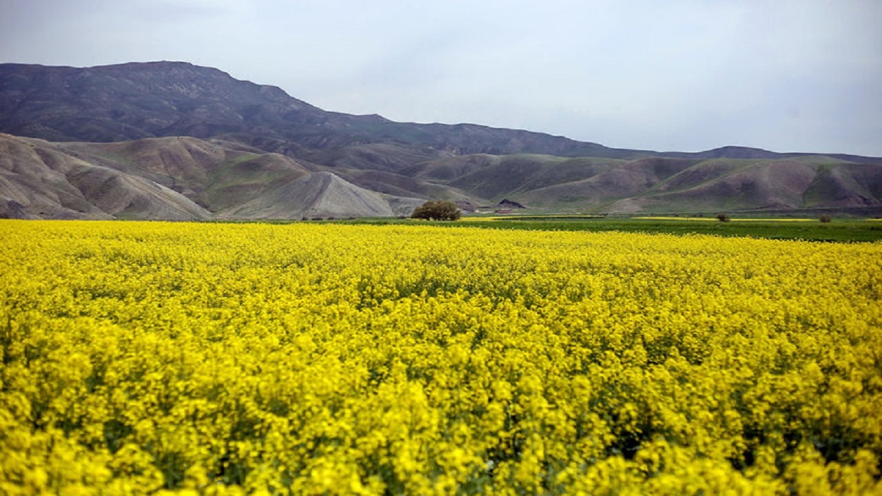 بیش از هزار هکتار از مزارع کردستان زیر کشت کلزا قرار گرفت