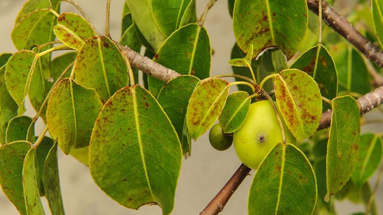 سیب سمی، میوه درخت منچینیل