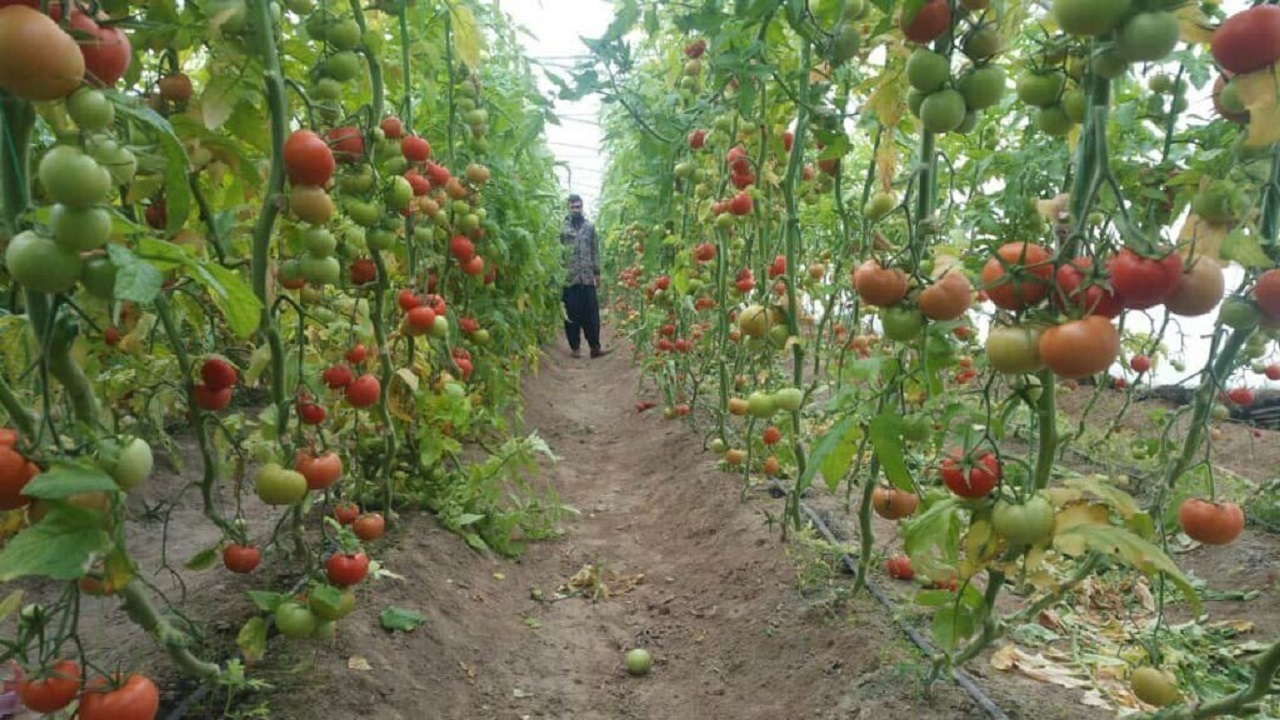 سرمایه‌گذاری بخش خصوصی برای ساخت گلخانه در خاش