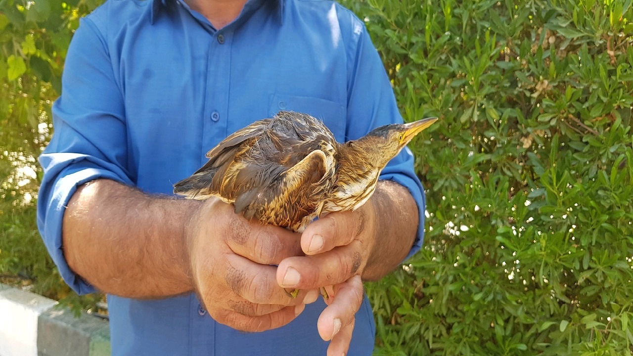 پرنده مصدوم به طبیعت برگشت