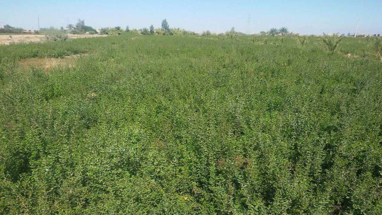 برداشت ۱۶هزار تُن حنا از مزارع کشاورزی سیستان و بلوچستان