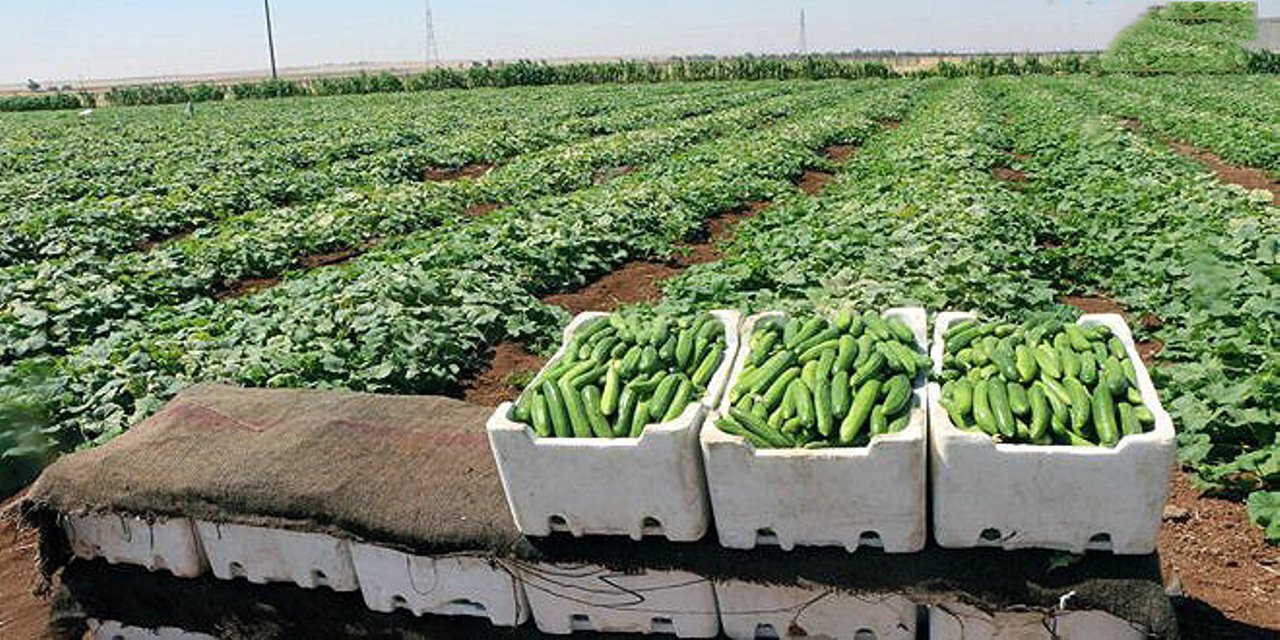 خیار میناب به بازار آمد