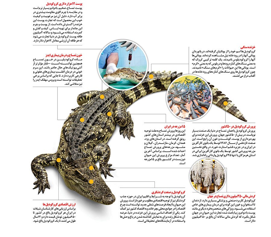 کروکودیل ۶۵۰ میلیون تومان! / اینفوگرافی تجارت پرسود کروکودیل در ایران