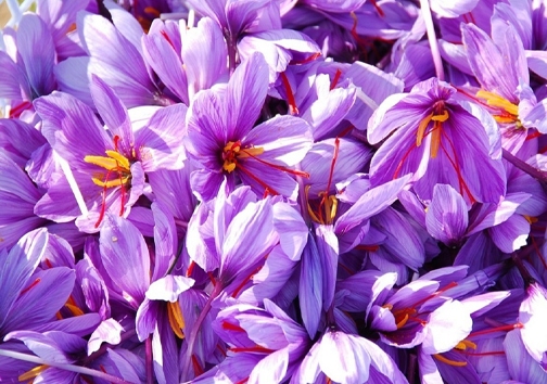 زعفران 
