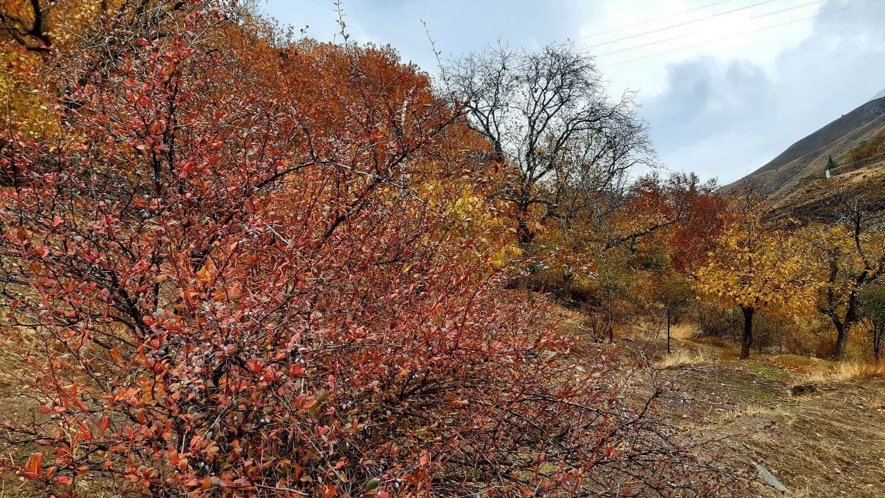 رقص زیبای برگ‌های پاییزی در روستای خوزنکلا + فیلم و تصاویر